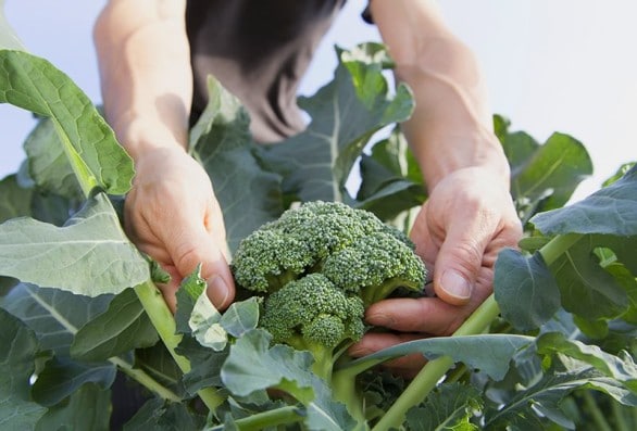 cultivar brócoli