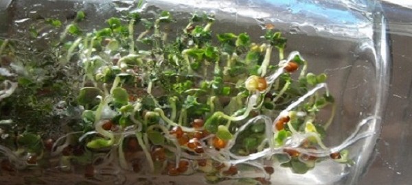 germinado-de-brocoli