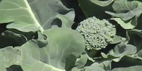 Aprendizaje viva giratorio ▷Todo lo que necesitas saber sobre la planta de brócoli